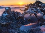 Pine trees at Winter Sunset, South Korea