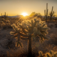 Jumping cholla cactus sunrise - Tucson, Arizona