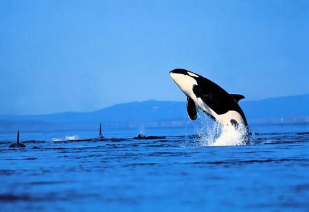 KILLER whales - ocean, animals, technology, other, oceans, nature, killer, whales, scene