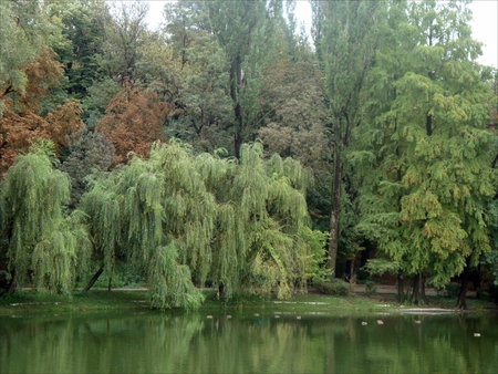 Carol Park - willows, lake, romania, bucharest, carol park