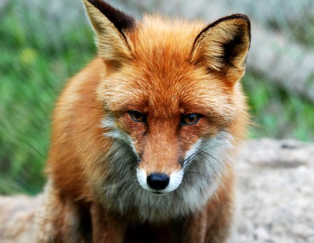 fox - animal, fox, nature