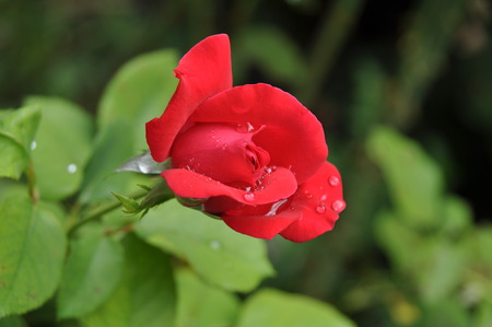 Rose I - rose, red