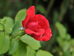 Rose I