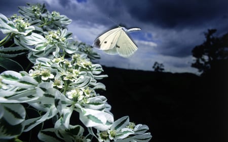 White butterfly - night, flowers, black, dark