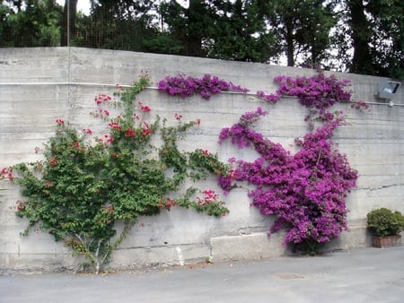 Bougainvillea wall - bougainvillea, wall