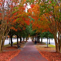 Autumn Whispers To The Falling Leaves