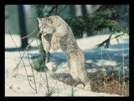 lynx - white, up right, leaping, snow