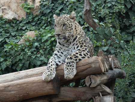 persian leopard - zoo, logs, resting