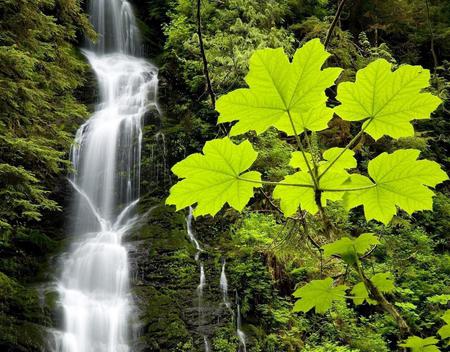 Green Scene - waterfalls, scenery, amazing, beautiful, falls, cool, green scene, leaves, wonderful, awesome, fabulous, plants, nice