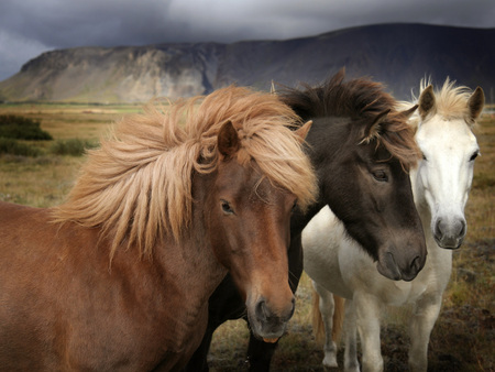 544275 312 585 - pony, black, white, horses, beautiful, brown, three, animals