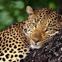 Leopard resting