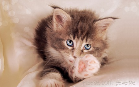 Please dont leave me - cute, blue, eyes, kitty