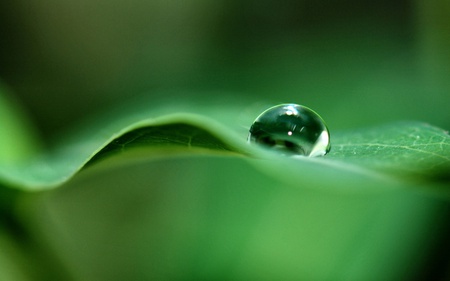 Green Dew Drop - nature, abstract, rain drop, dew drop, leave, green, leaf