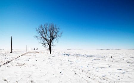 snow road tree - white, nature, snow, blue, beautiful, winter, tree, road