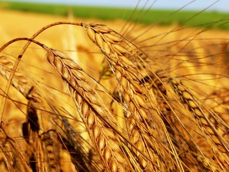 Wheat - wheat, nature