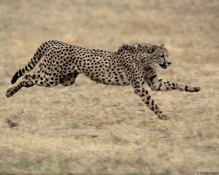 RUNNING CHEETAH - cat, cheetah, wild, running