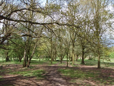 My Backyard. - shade, shantyman, sunshine, trees, bracknell, berkshire, spring