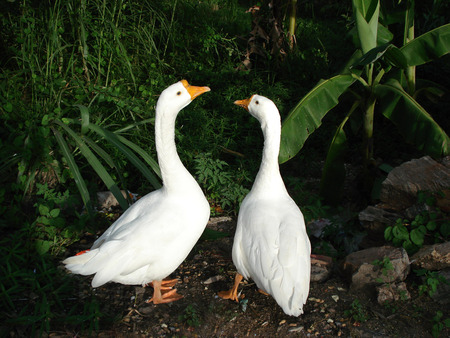 ROMANTIC WALK - swans, pair, forest, walking