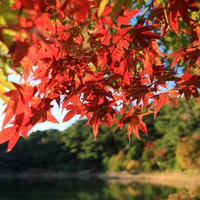 Japan Rokkosan Autumn