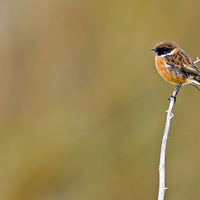 British Garden Bird