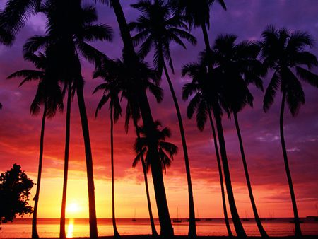 Spectacular Sunset - skies, palms trees, sunset, tropical, beach, ocean, sun, sky