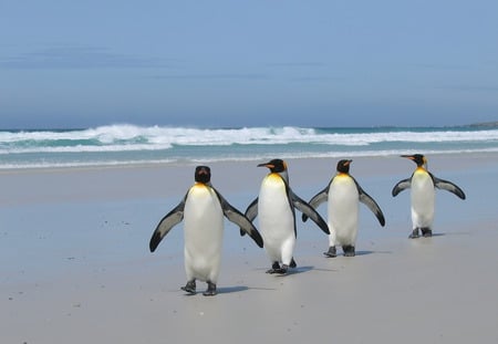 penguins - pole, penguins, beach, animals