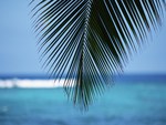 Beach & Sea of Hawaii