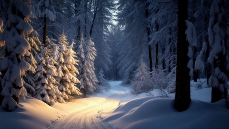 Winter forest - evad, havas, havas fak, havas ut, hideg, ho, szepseg, taj, tel, termeszet