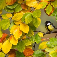 Great Tit