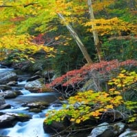 Autumn Stream, Smoky Mountains Tennessee