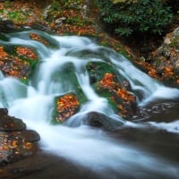 Waterfall Pad Green, Smoky Mountains Tennessee