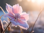 Beautiful spring flowers on the meadow in the morning light