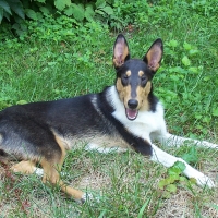 Katie: A 6 Month old Smooth Collie Puppy (in 2011)