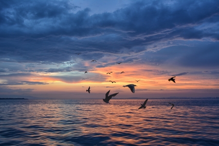 Birds fly over the water underneath a cloudy sunset - bird, birds, blue, clouds, coast, gold, ocean, relaxing, sea, sky, sun, sunset, water
