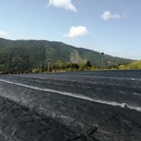 Green Tea Field Covered