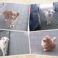 Dogs Collage