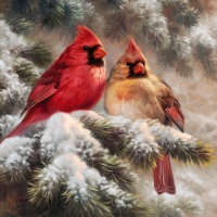 Winter Cardinals