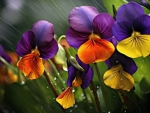 Colorful flowers in the rain