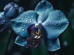 Blue orchid