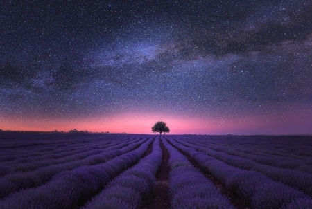 Night in the lavender field - csillagos, ejszaka, ejszakai egbolt, levendula, mezo, sotet, termeszet