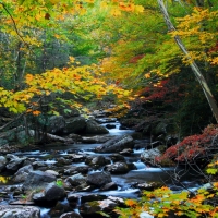 Autumn Stream, Smoky Mountains Tennessee