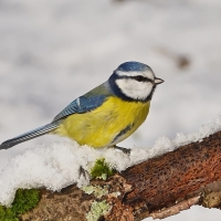 Blue Tit