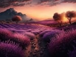 Lavender field