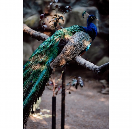 Peacock - animal, bird, ornithology, peacock