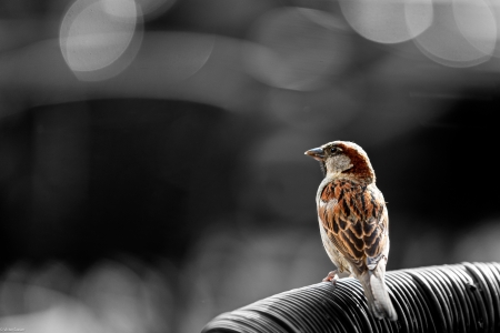 Sparrow - sparrow, bird, animal, ornithology