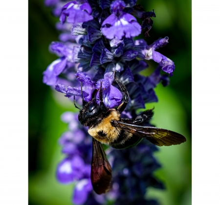 Bumblebee - animal, bee, bumblebee, insect, macro