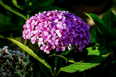 Hydrangea - flower, hydrangea, macro, nature