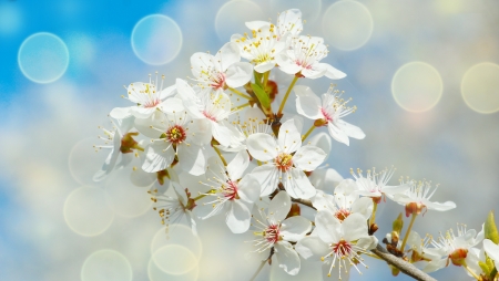 Beautiful flowers - blooming, flowers, spring, white