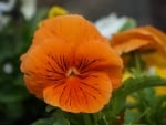 Orange pansy