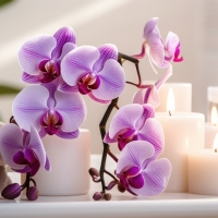 Orchids